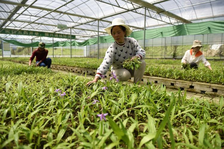 2019年4月16日,通城县瑶乡御草药业中药材种苗培育基地,员工在全自动