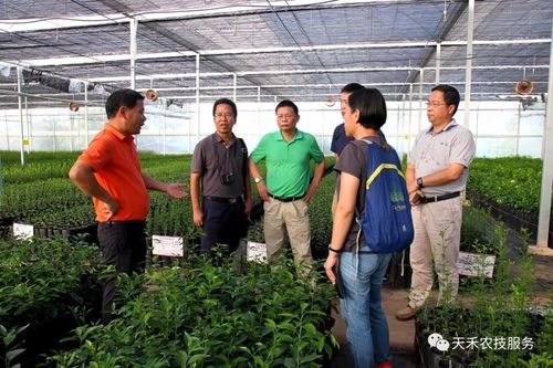 天禾种苗公司自成立以来,始终遵循良种苗木繁育规程培育柑橘无毒苗